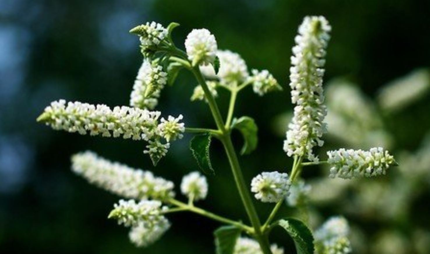 Ý nghĩa của cây Bạch Trầm Hương